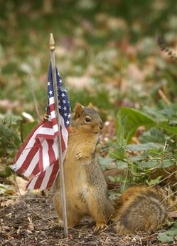 capt.df6ff064344148d49280ce38db1bff6f.patriotic_squirrel__nedw102.jpg