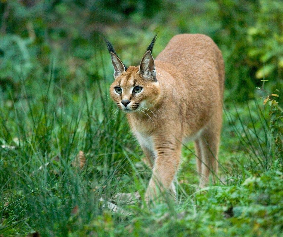 Caracal-facts-19-4-1.jpg