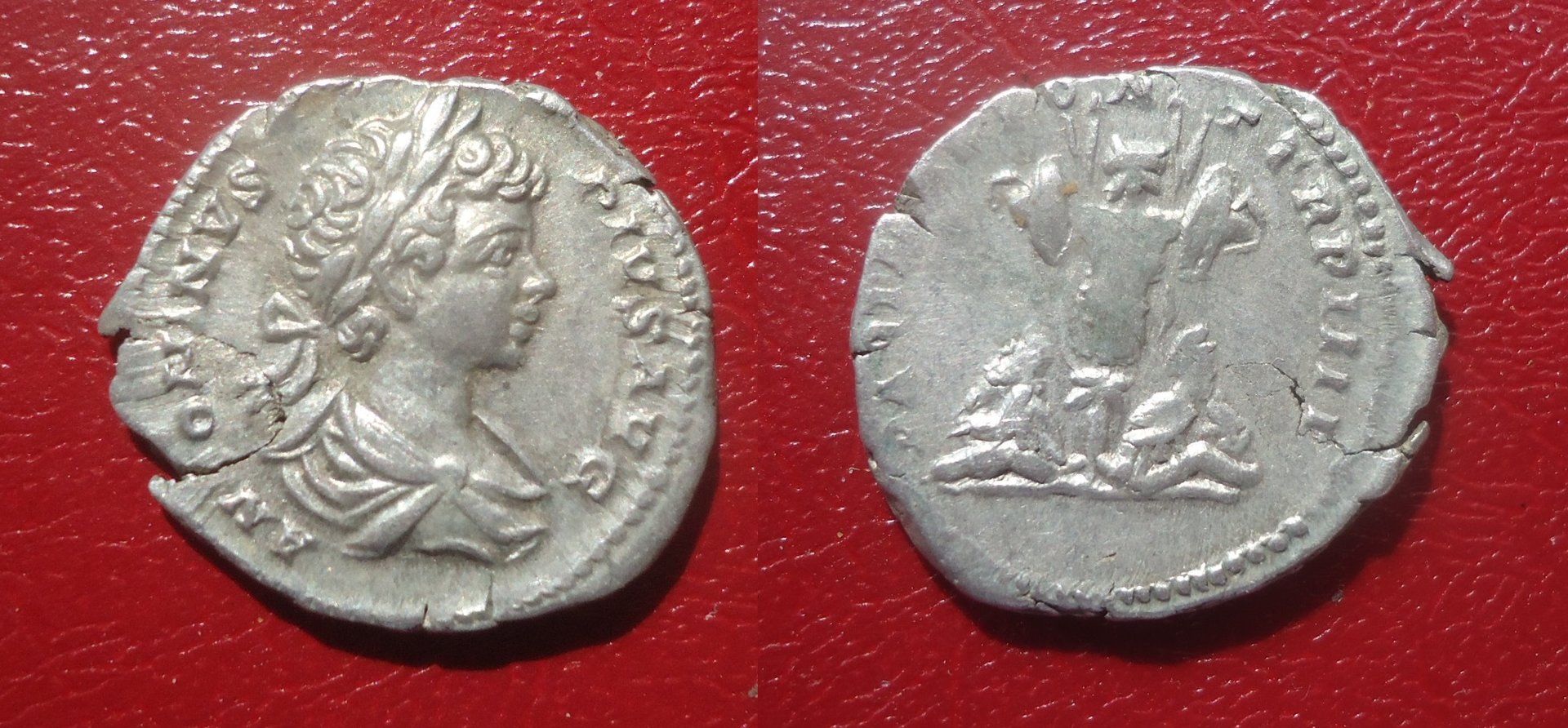 Caracalla - Den. Trophy Jan. 2017 (0).jpg