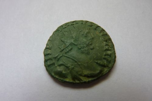 carausius 1.JPG