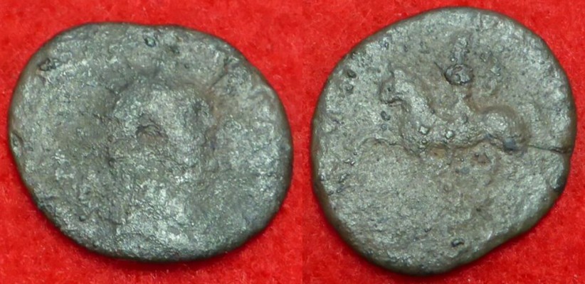 carausius adventvs.jpg