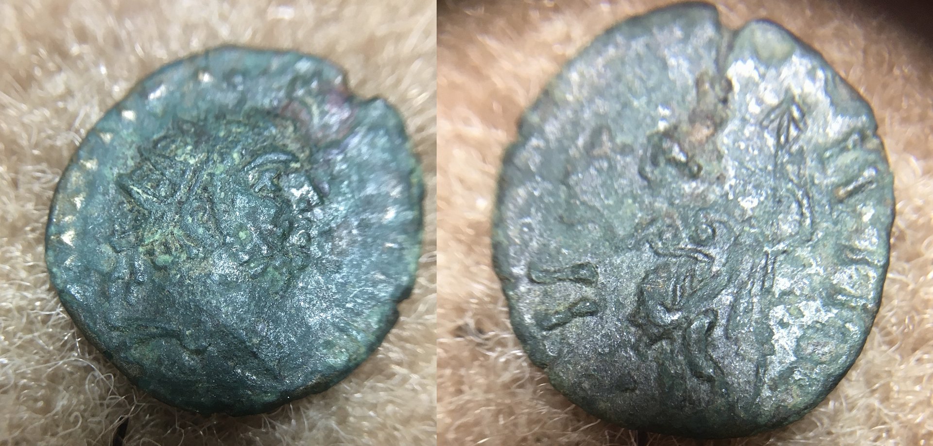 Carausius Imitation (2020_11_18 03_38_31 UTC).JPG