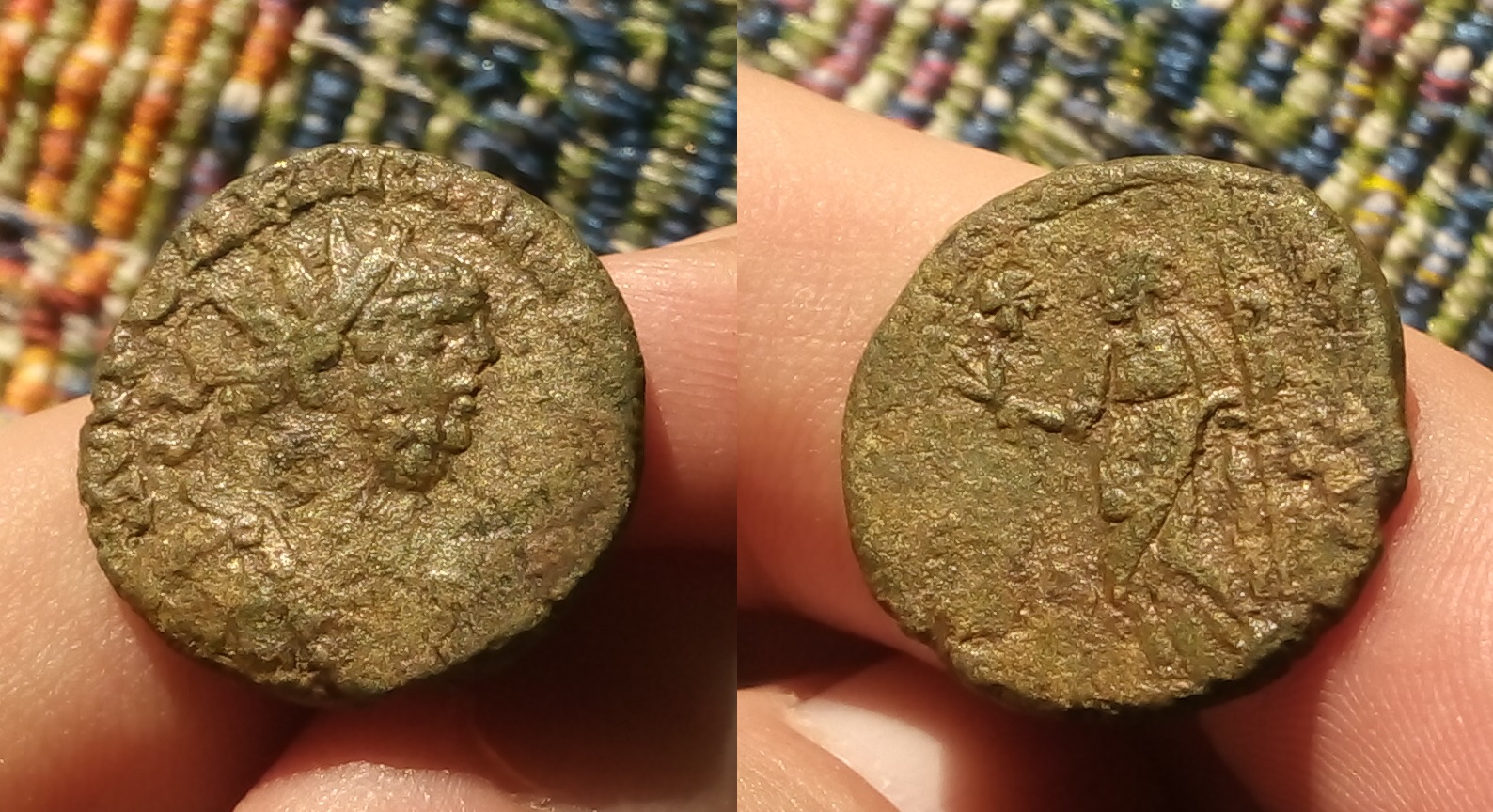 carausius.jpg