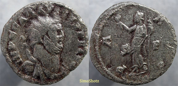Carausius.jpg