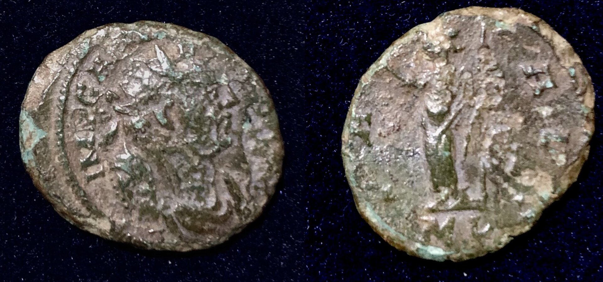 Carausius.jpg