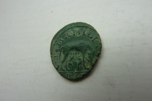 carausius.JPG