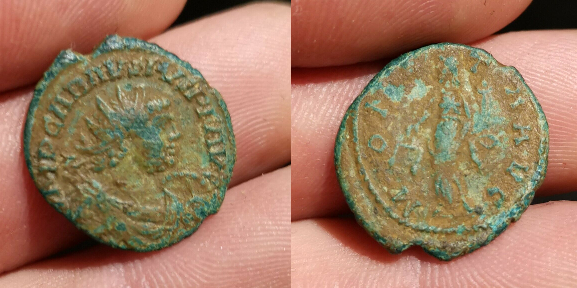Carausius.png