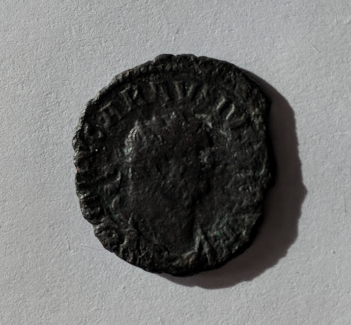carausius1.jpg
