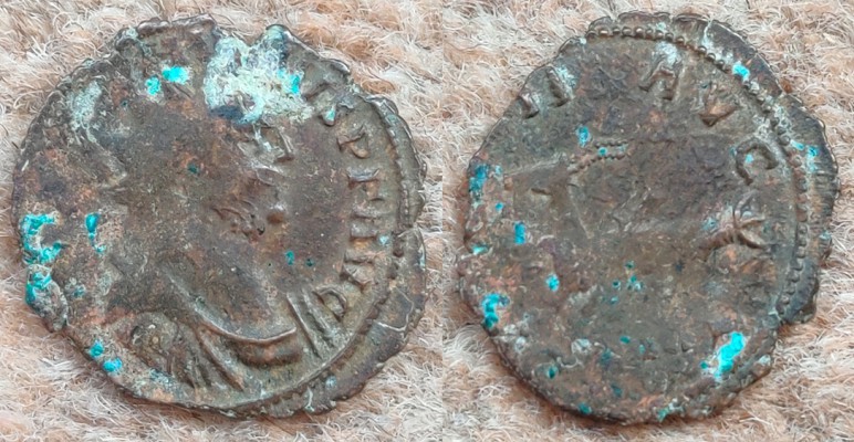 Carausius_-_LEG_II_AVG.jpg