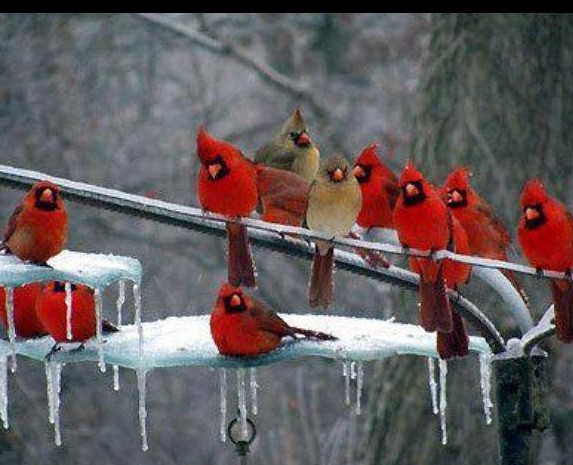 cardinal party.jpg