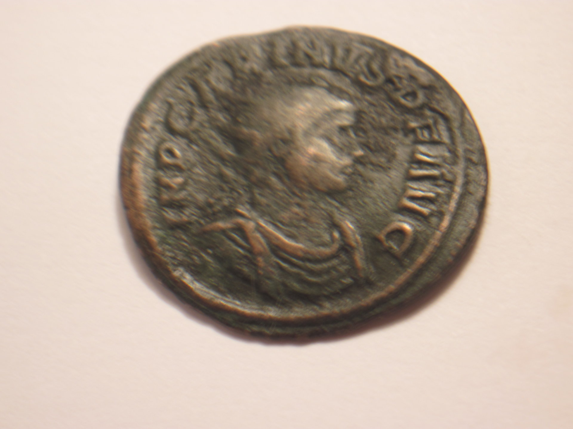 Carinus 002.JPG