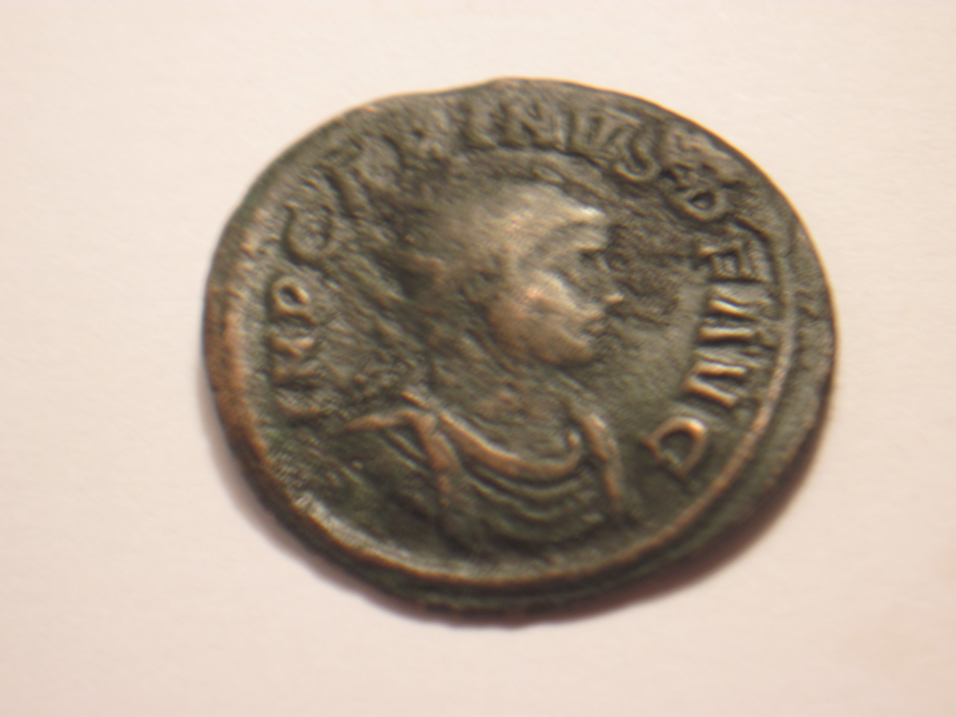 Carinus 003.JPG