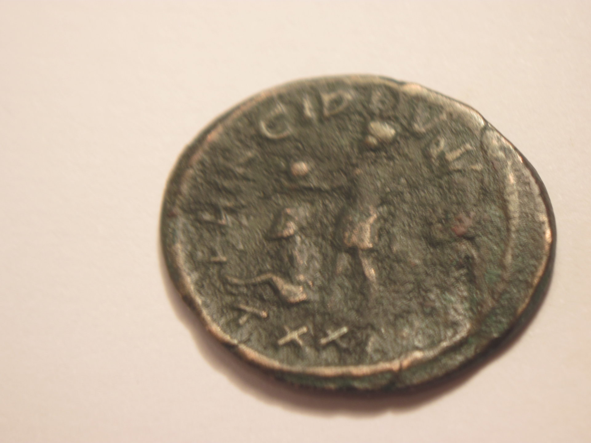 Carinus 005.JPG