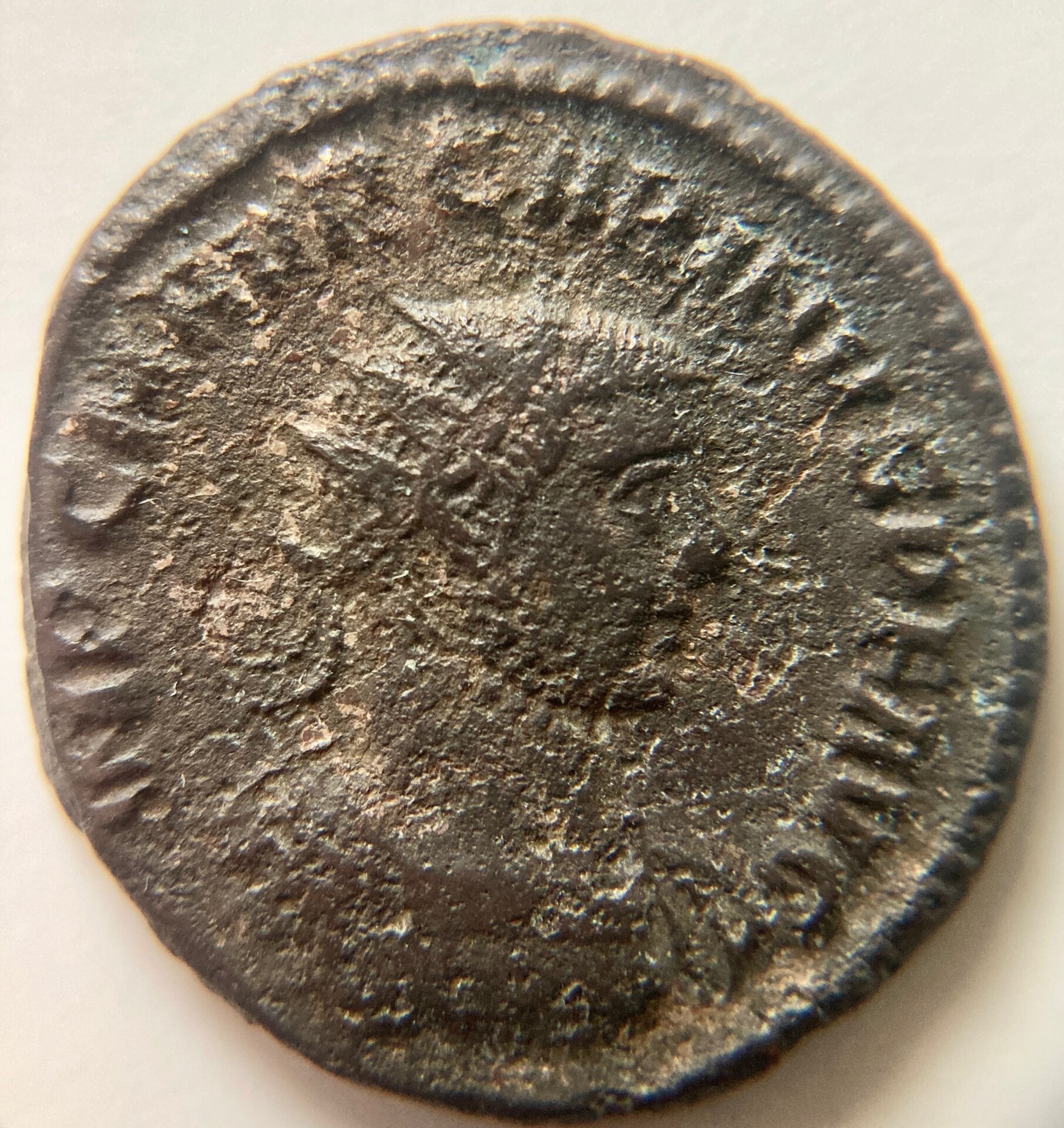 carinus-1.jpg