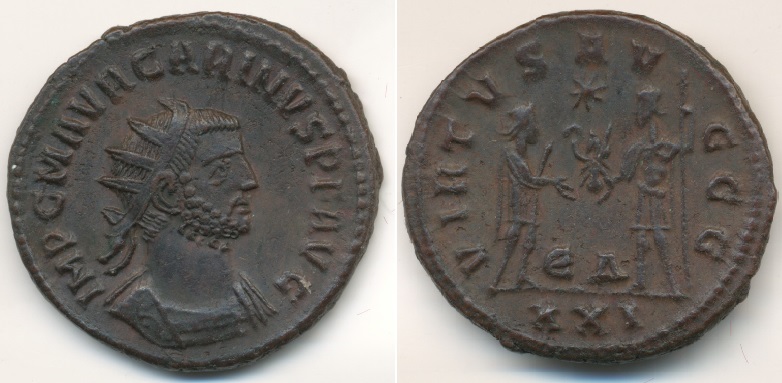 Carinus aug.jpg