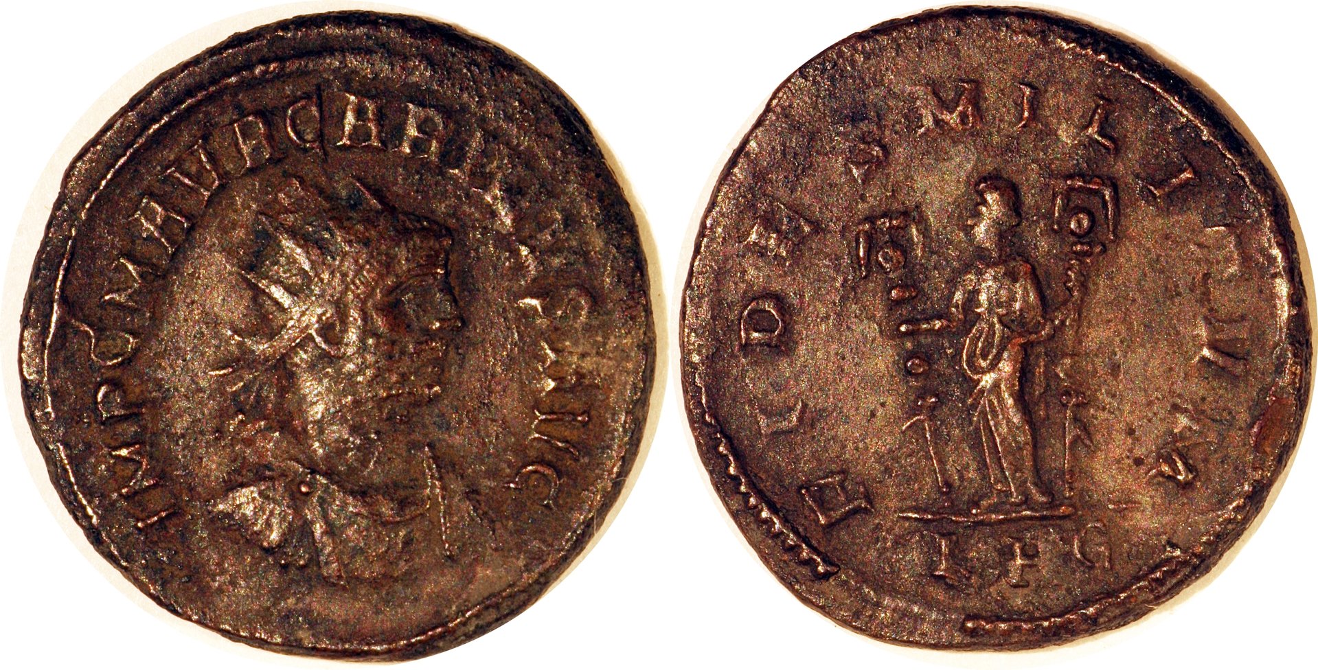 carinus.jpg