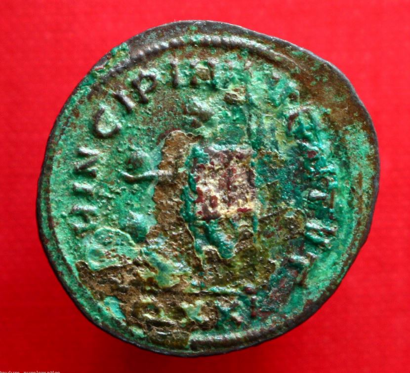 carinus rev.JPG