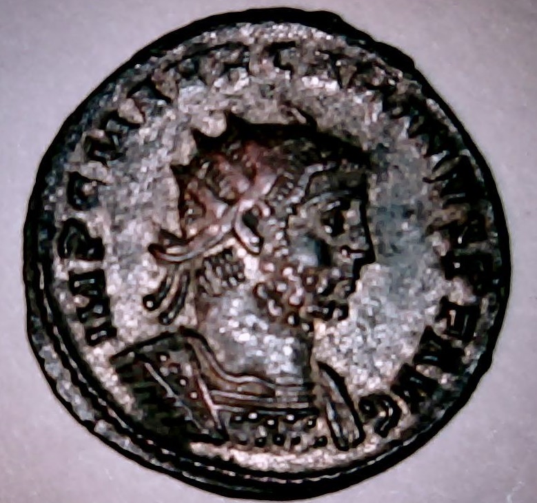 carinus1 (2).jpg