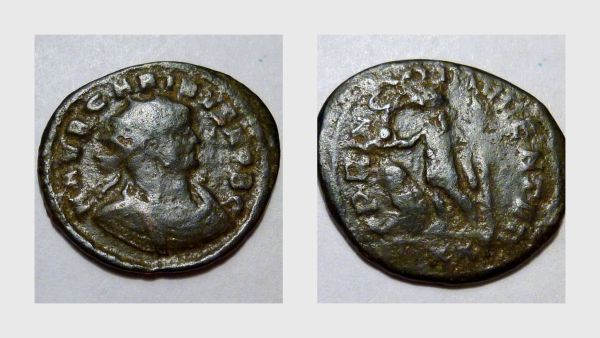 Carinus1_opt.jpg