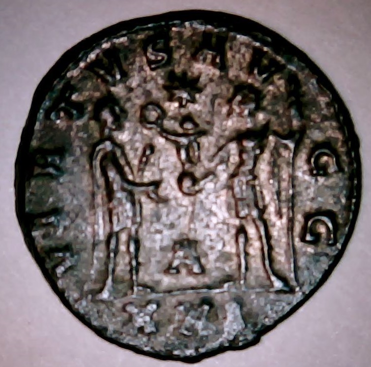 carinus2 (2).jpg