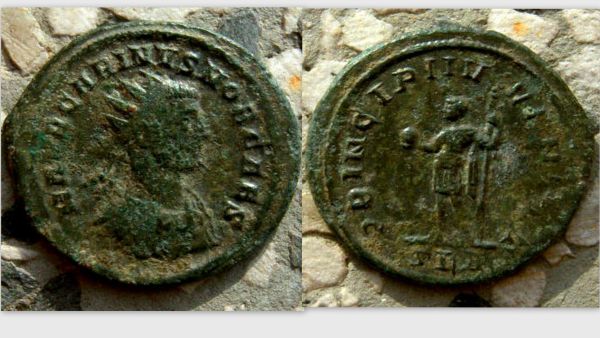 Carinus3_opt.jpg