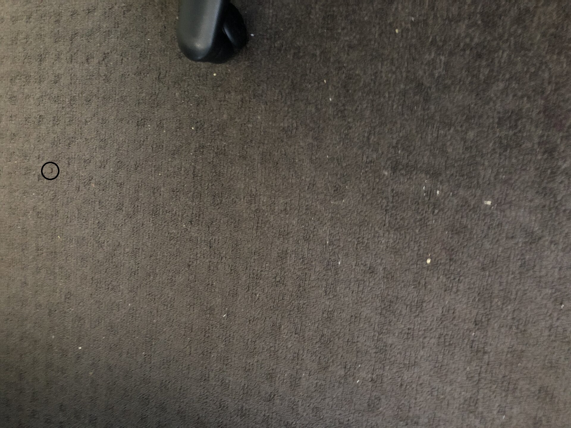 carpet.jpg