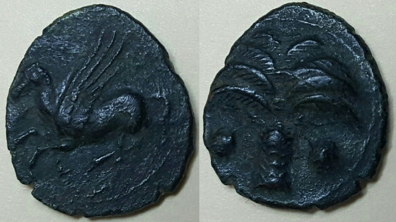 Carthage-Pegasus, date palm.jpg
