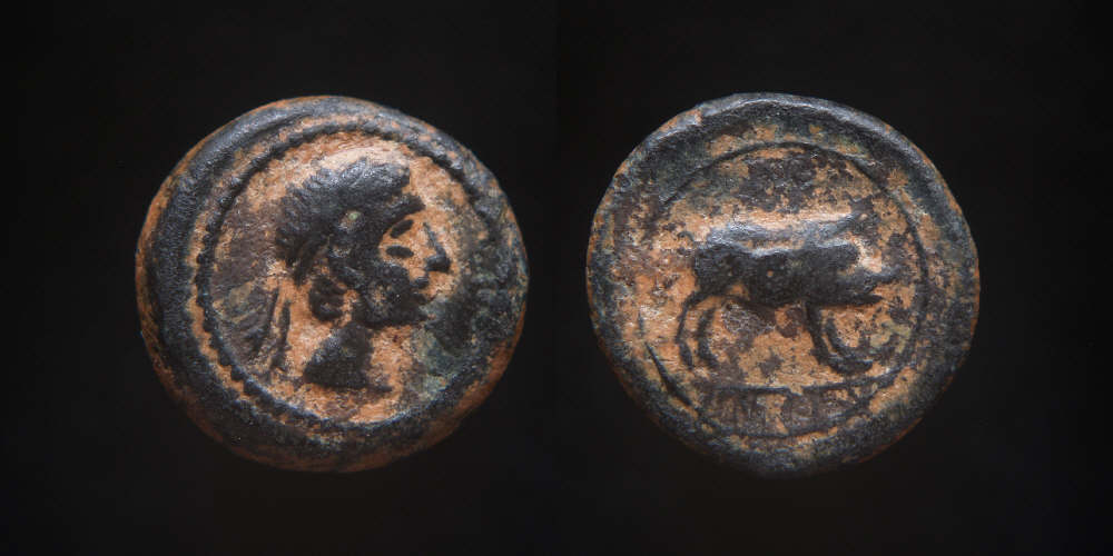 castulo boar 3.JPG