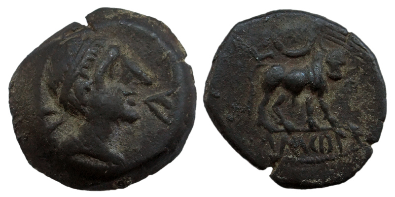 Castulobull400.jpg