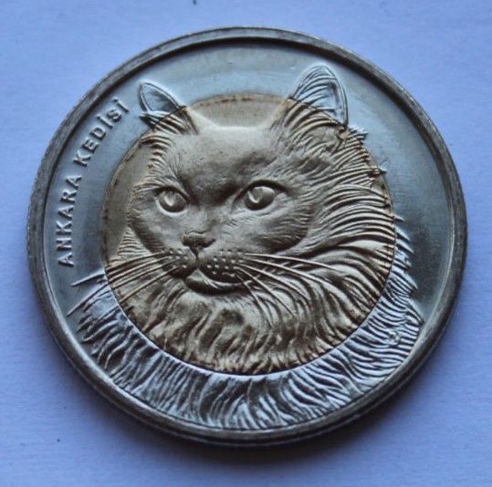 cat 1.jpg