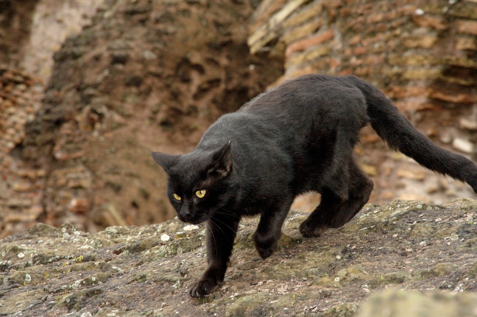 cat-77901_960_720[1].jpg