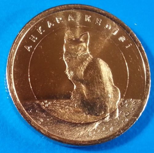cat A.jpg