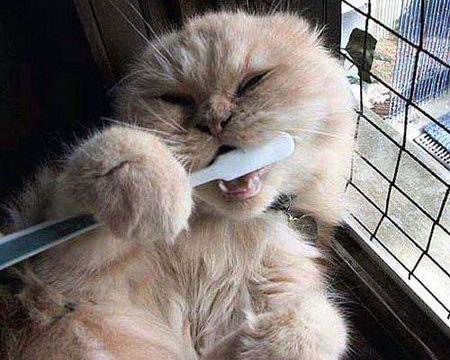 cat-brushin-teeth-8.jpg