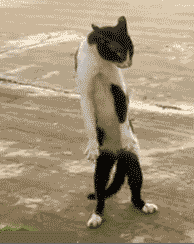 cat dance.gif