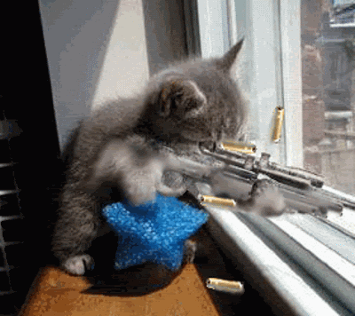 cat.GIF