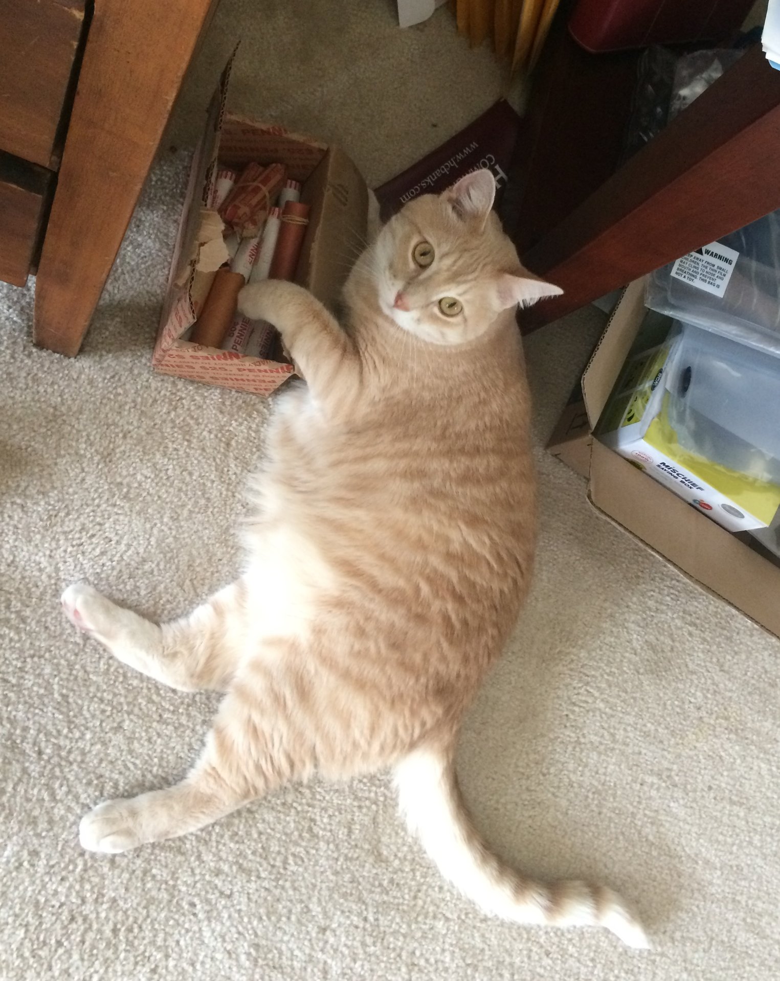 Cat Helping Me.jpg