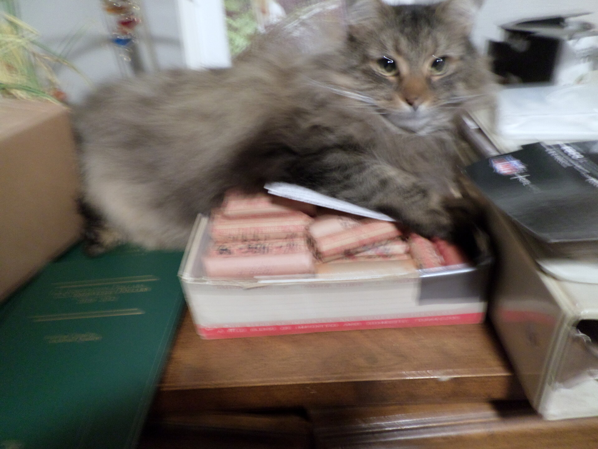 $$ cat.JPG