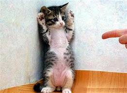 Cat.jpg