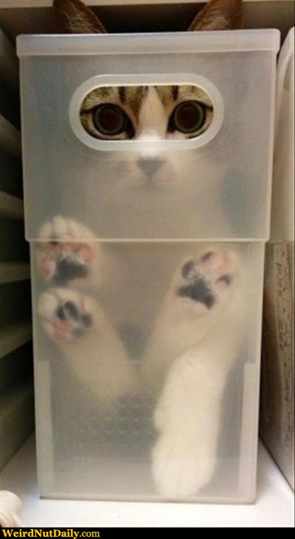 cat.jpg