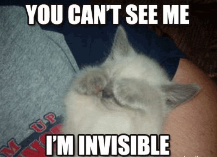 cat.JPG