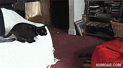 cat-jumps-into-bean-bag.gif