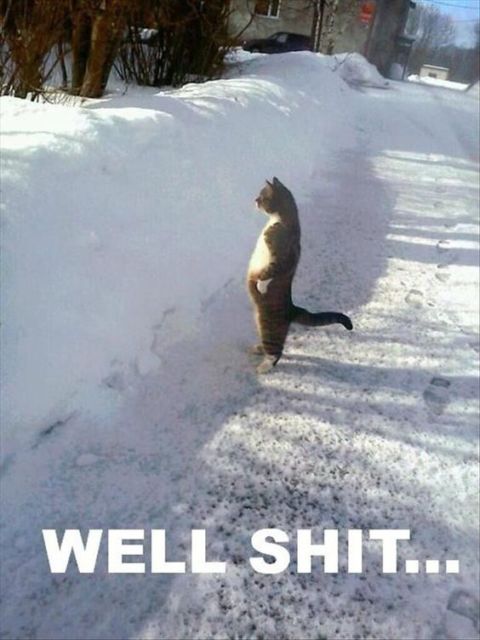 cat shit.jpg