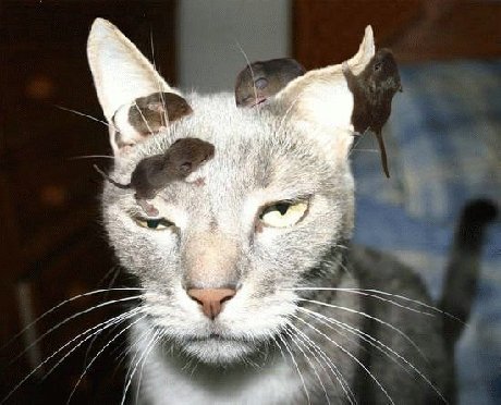 Cat w:rats on head.jpg