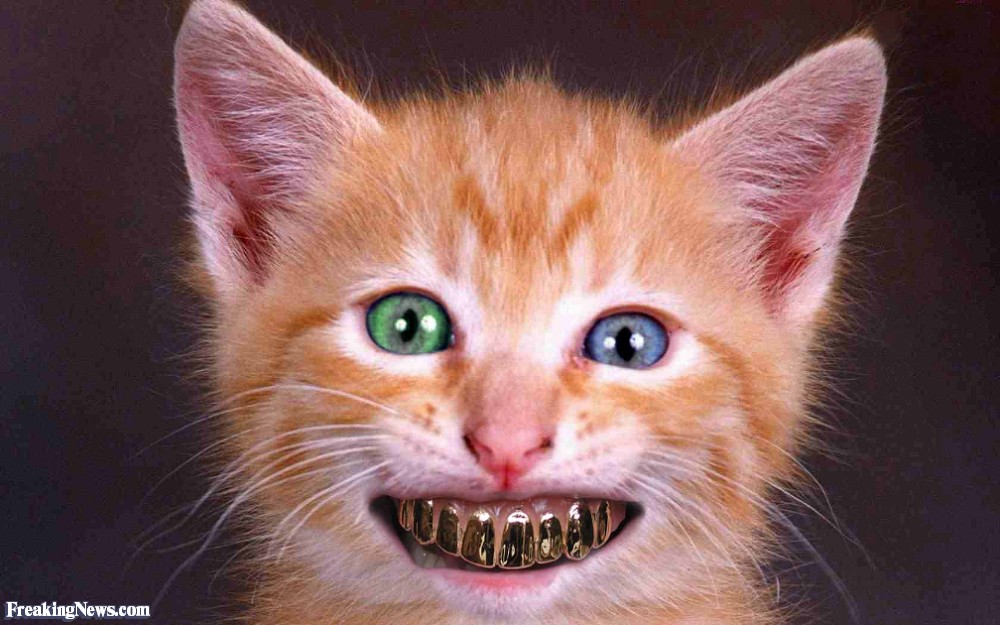 Cat-with-Gold-Teeth-73457.jpg