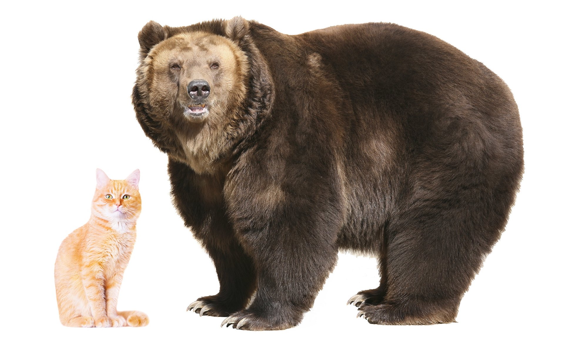 cat_bear.jpg