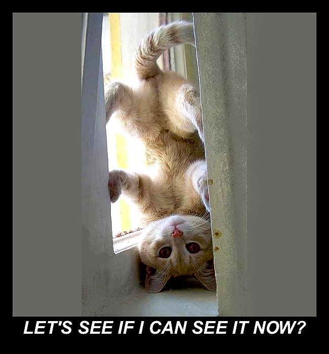 cat_standing_on_head_CAN_SEE_IT_NOW-ccfopt.jpg