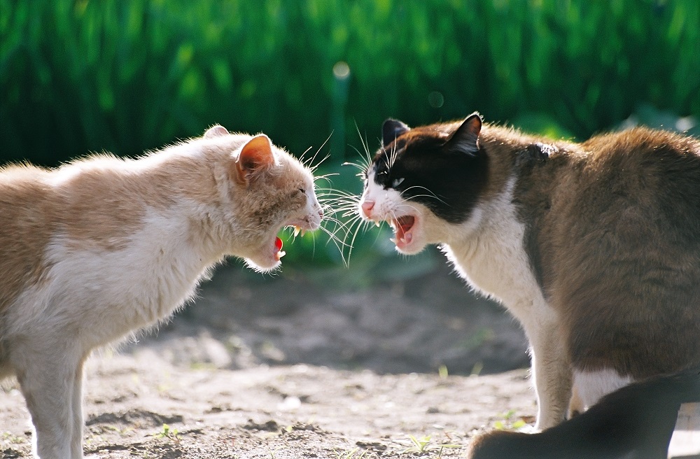 CatFight.jpg
