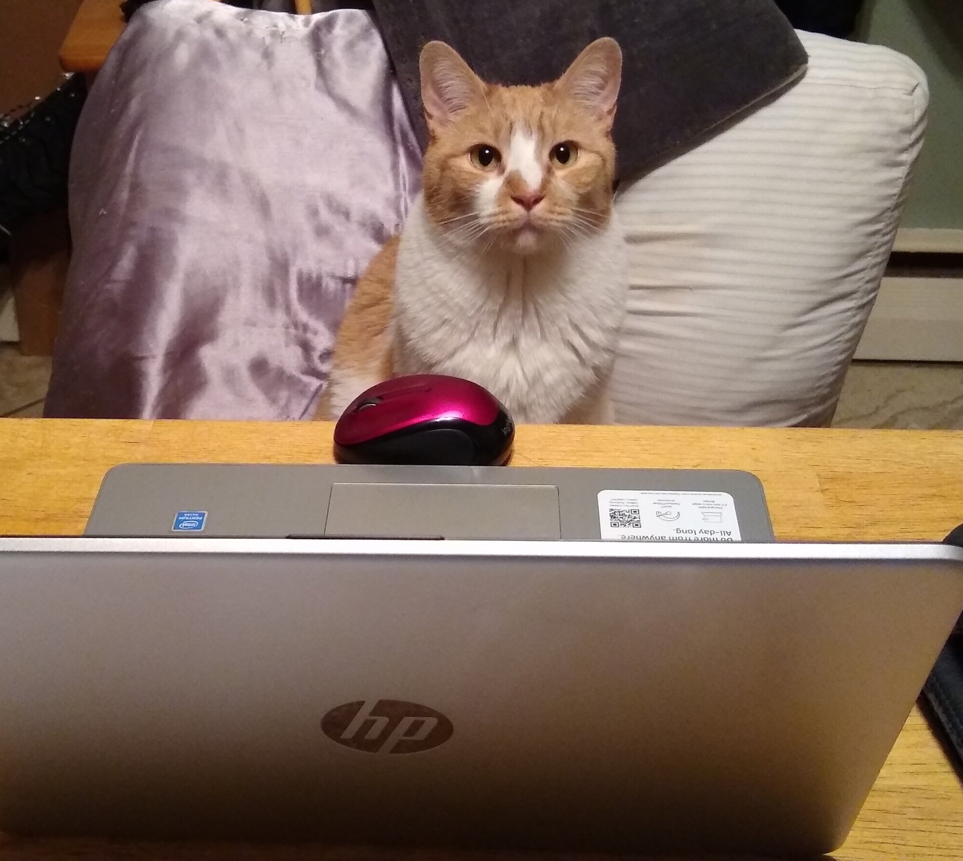 CatMouse.jpg
