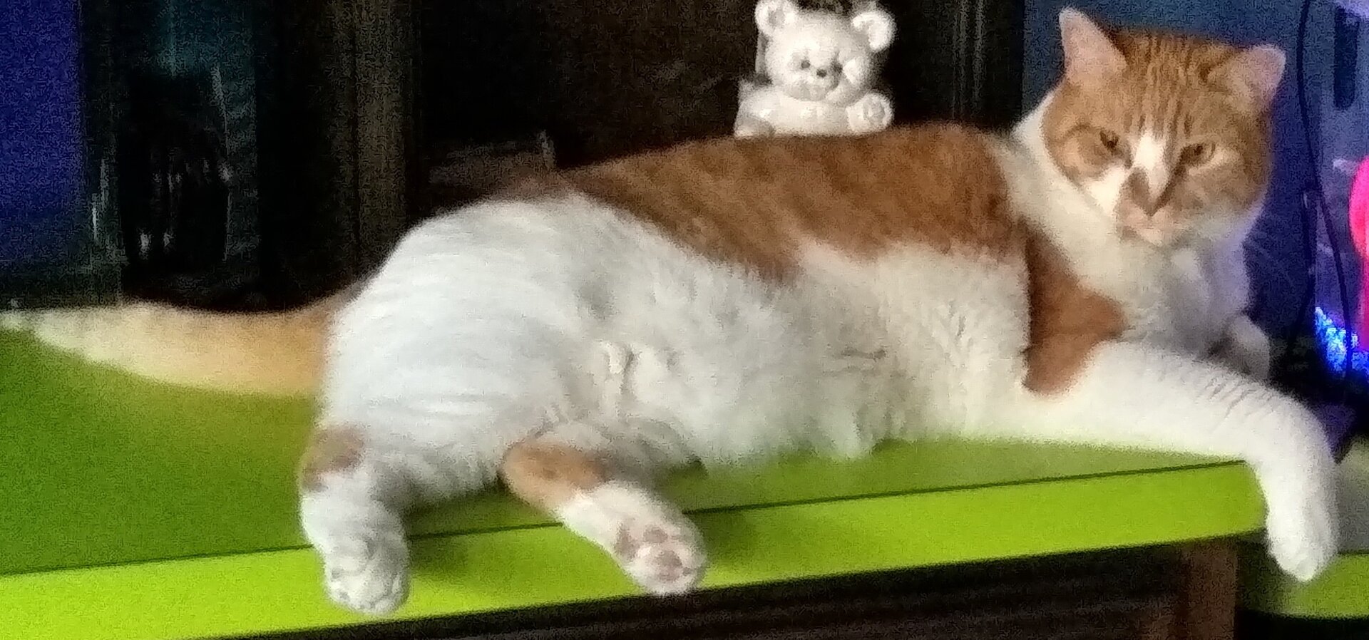CatnAquarium.jpg