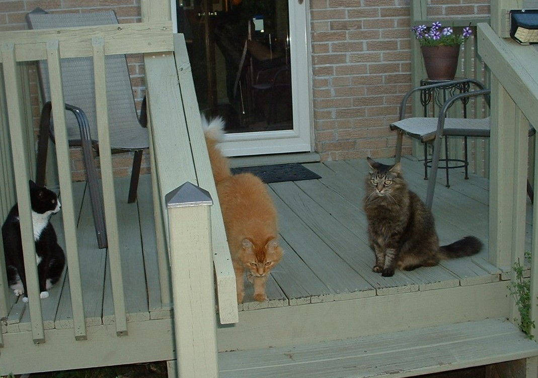 cats.jpg